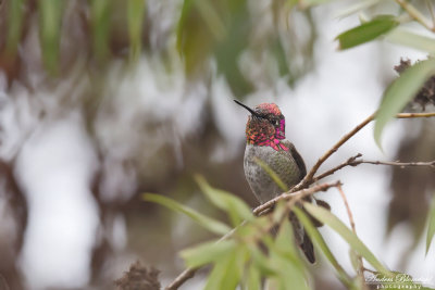 Annas kolibri / Anna's Hummingbird