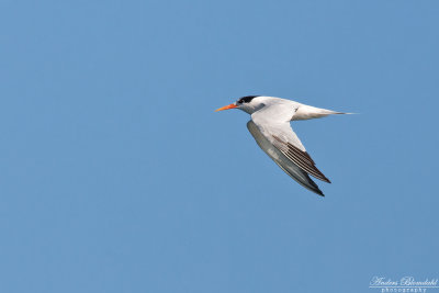 Aztektrna / Elegant Tern