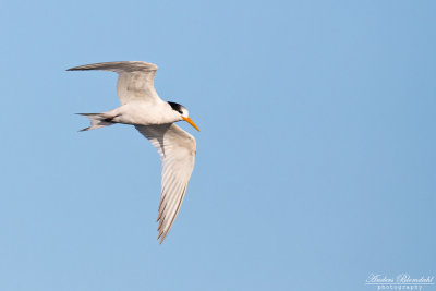 Aztektrna / Elegant Tern