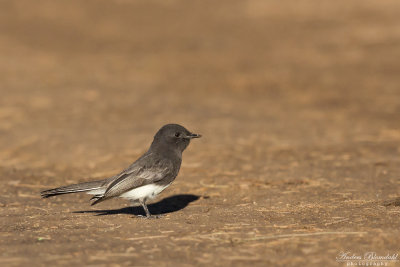 Svart fibi / Black Phoebe