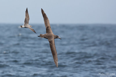 Svartfotad albatross / Black-footed Albatross
