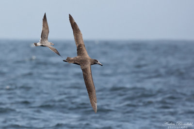 Svartfotad albatross 
