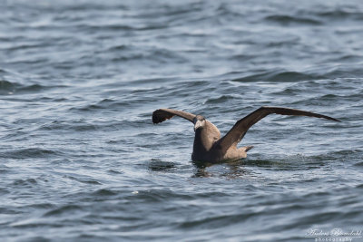 Svartfotad albatross 