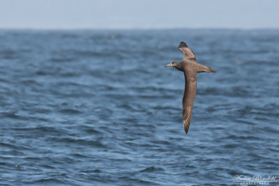 Svartfotad albatross 