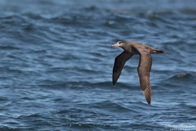 Svartfotad albatross 