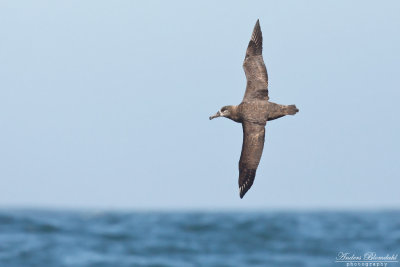 Svartfotad albatross 