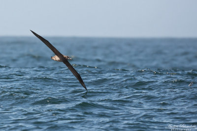 Svartfotad albatross / Black-footed Albatross