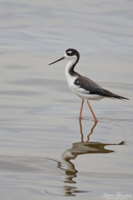 Amerikansk styltlpare / Black-necked Stilt