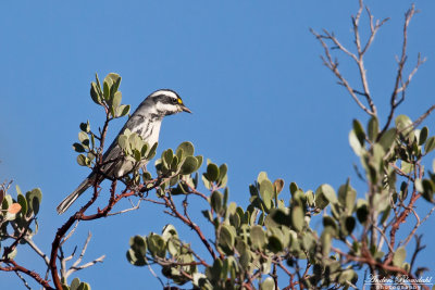 Svartstrimmig skogssngare / Black-throated Grey Warbler