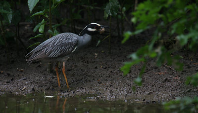 Yellow-crowned Night Heron_1540.JPG