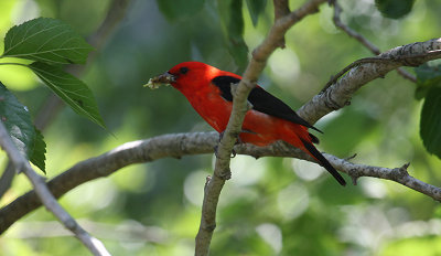 Scarlet Tanager_1596.JPG