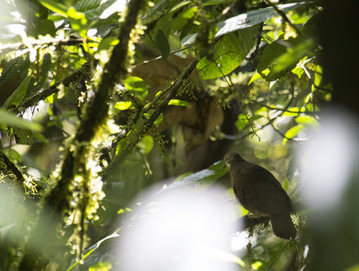 White-throated Quail-Dove (Geotrygon frenata)_8005.jpg