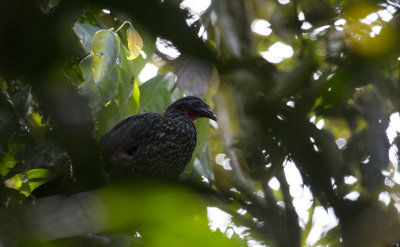 Cauca Guan (Penelope perspicax)_8037.jpg
