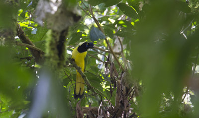Ynca Jay (Cyanocorax yncas)_8083.jpg