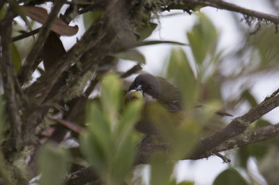 Ashy-throated Chlorospingus (Chlorospingus canigularis)_8732.jpg