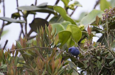 Blue-and-black Tanager (Tangara vassorii)_8746.jpg