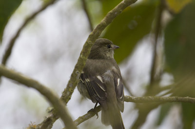 Mountain Elaenia (Elaenia frantzii)_8769.jpg