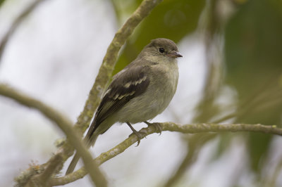 Mountain Elaenia (Elaenia frantzii)_8770.jpg