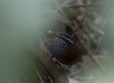 Gray-breasted Wood-Wren (Henicorhina leucophrys)_8781.jpg