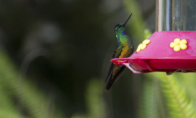 Golden-bellied Starfrontlet (Coeligena bonapartei)_8895.jpg