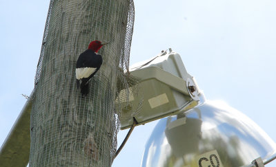 Red-headed Woodpecker 4743.JPG