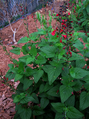 Tropical Sage (Salvia coccinea)_0693.jpg