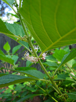 Beautyberry (Callicarpa americana)_1093.jpg