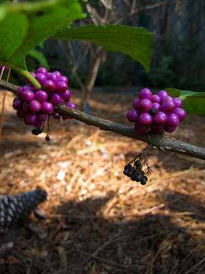 Beautyberry (Callicarpa americana)_1097.jpg