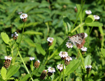 Frogfruit (Phyla nodiflora)_5117.jpg