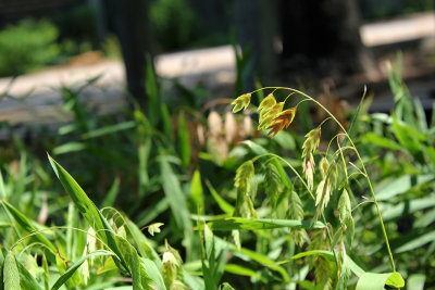 Rescuegrass (Bromus catharticus) - INVASIVE_5195.jpg