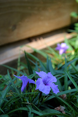 Ruellia sp_5213.jpg