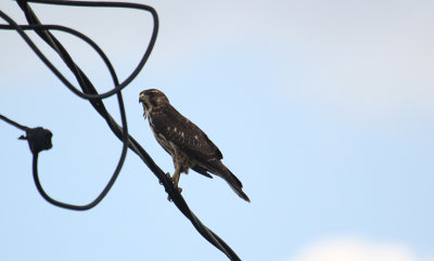 Broad-winged Hawk_5921.JPG