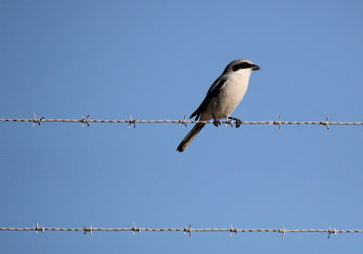 Loggerhead Shrike_6392.JPG