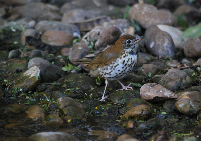 Wood Thrush_6520.JPG