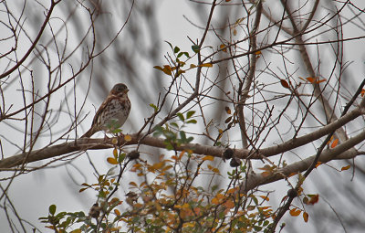 Fox Sparrow_0098.JPG