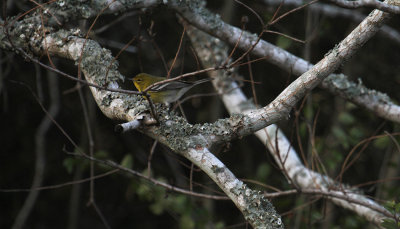 Pine Warbler_0135.JPG