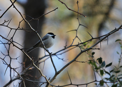 Chickadees & Titmice