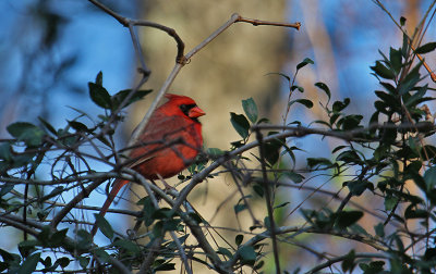 Northern Cardinal_0171.JPG