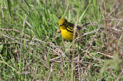 Prairie Warbler_3900.JPG