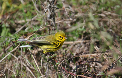 Warblers