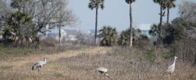 Sandhill Cranes_3926.JPG