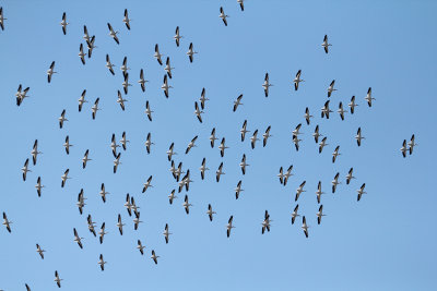 American White Pelicans_3947.JPG