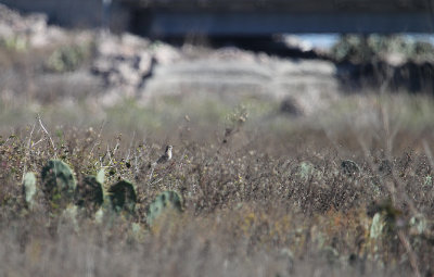 Sage Thrasher_3950.JPG