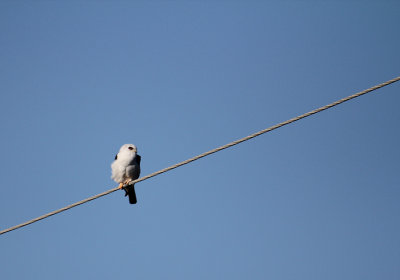 White-tailed Kite_3970.JPG