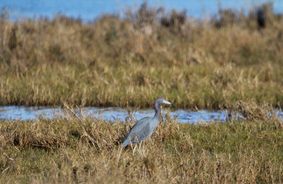 Waders