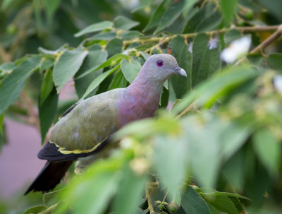 Pink necked green pigeon, Nusa Lembongan