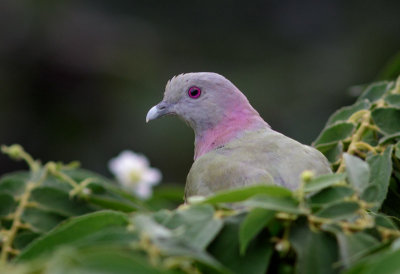 Pink necked green pigeon, Nusa Lembongan
