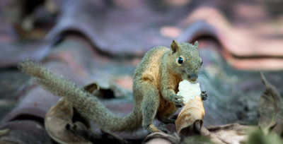 Squirrel eating some rice offerings 