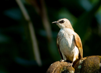 Birds of Bali