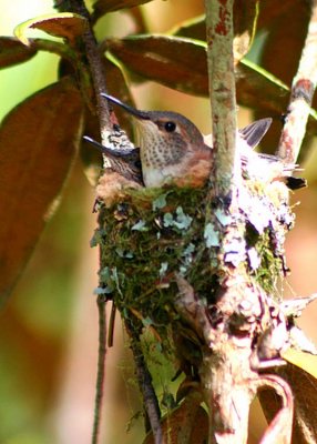 Hummingbird Babies